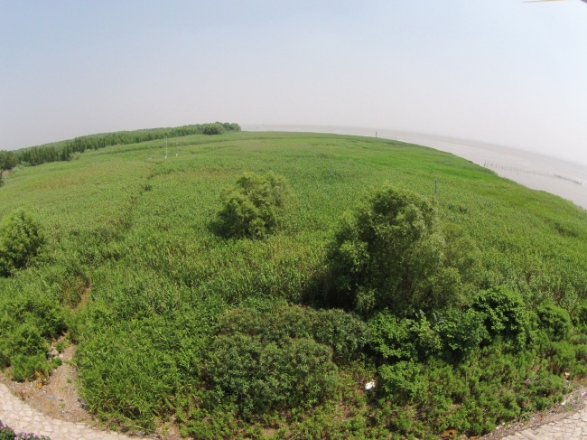 崇西湿地远景 崇西湿地远景